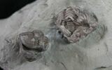 Two Enrolled Flexycalymene Trilobites - Ohio #9216-1